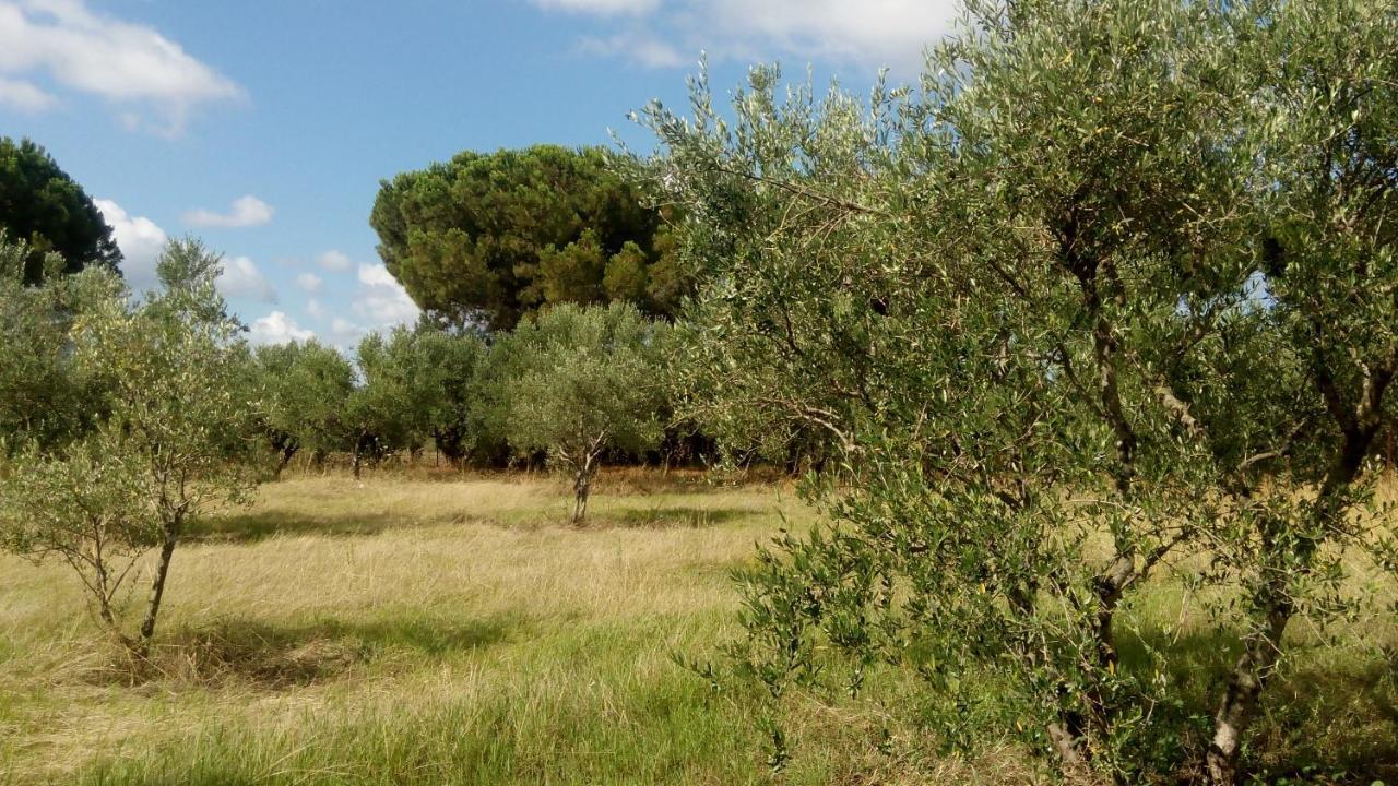 Olive Garden Guest House Kipariszía Kültér fotó